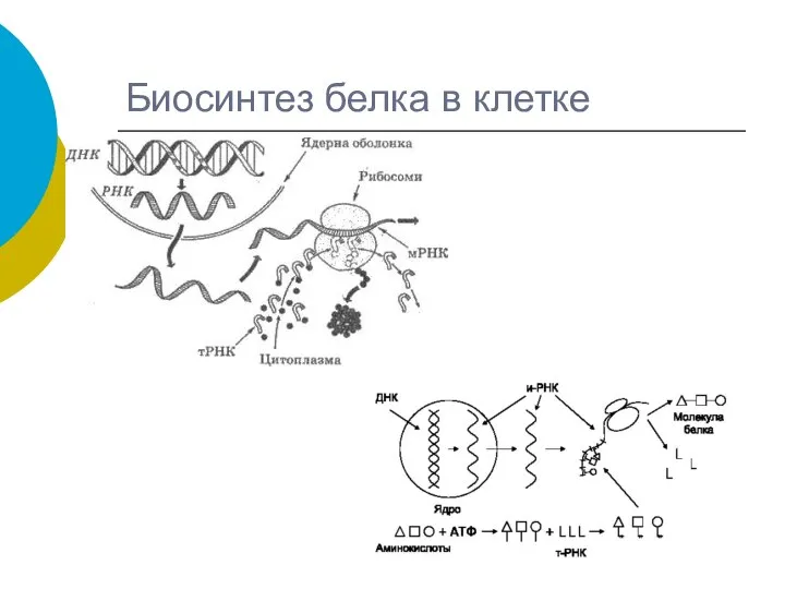 Биосинтез белка в клетке