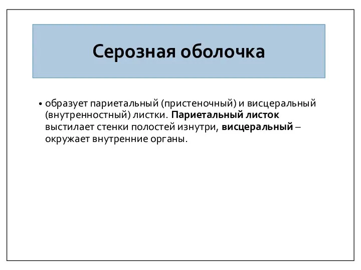 Серозная оболочка образует париетальный (пристеночный) и висцеральный (внутренностный) листки. Париетальный листок