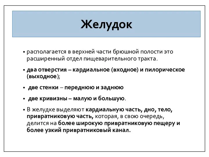 Желудок располагается в верхней части брюшной полости это расширенный отдел пищеварительного