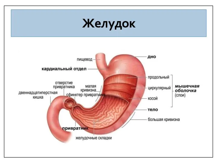 Желудок