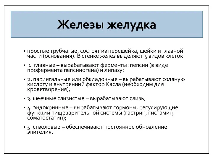 Железы желудка простые трубчатые, состоят из перешейка, шейки и главной части