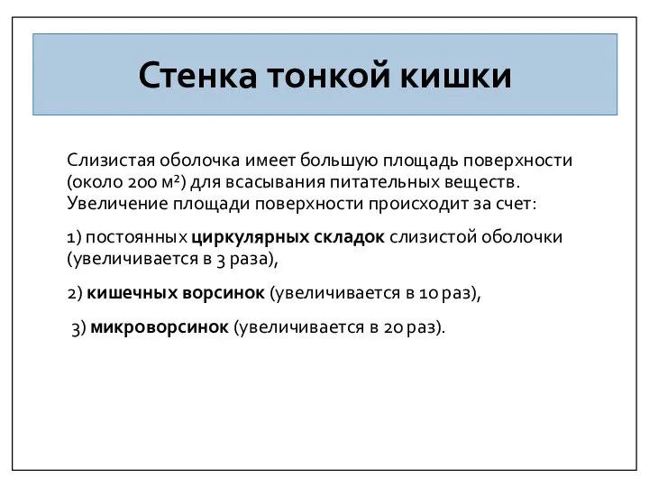 Стенка тонкой кишки Слизистая оболочка имеет большую площадь поверхности (около 200