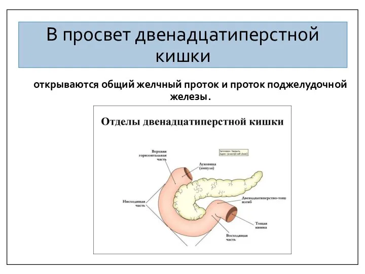 В просвет двенадцатиперстной кишки открываются общий желчный проток и проток поджелудочной железы.