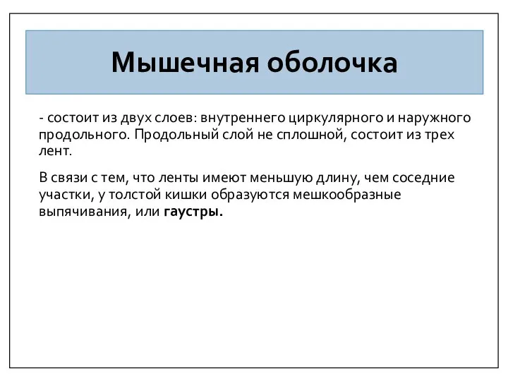 Мышечная оболочка - состоит из двух слоев: внутреннего циркулярного и наружного