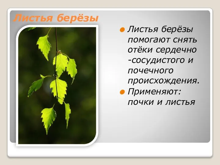 Листья берёзы Листья берёзы помогают снять отёки сердечно -сосудистого и почечного происхождения. Применяют: почки и листья