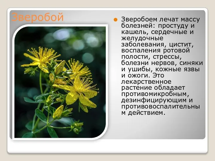 Зверобой Зверобоем лечат массу болезней: простуду и кашель, сердечные и желудочные