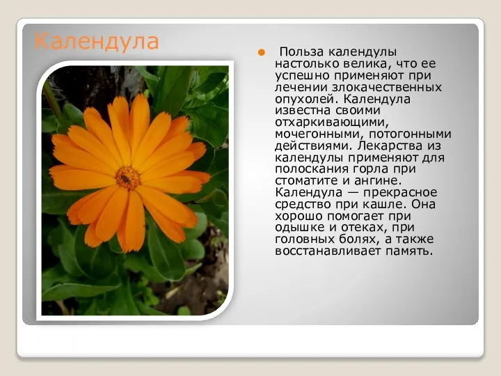 Календула Польза календулы настолько велика, что ее успешно применяют при лечении