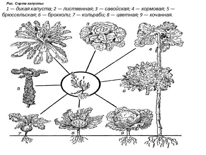 Рис. Сорта капусты: 1 — дикая капуста; 2 — лиственная; 3