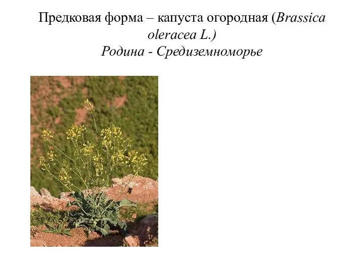 Предковая форма – капуста огородная (Brassica oleracea L.) Родина - Средиземноморье