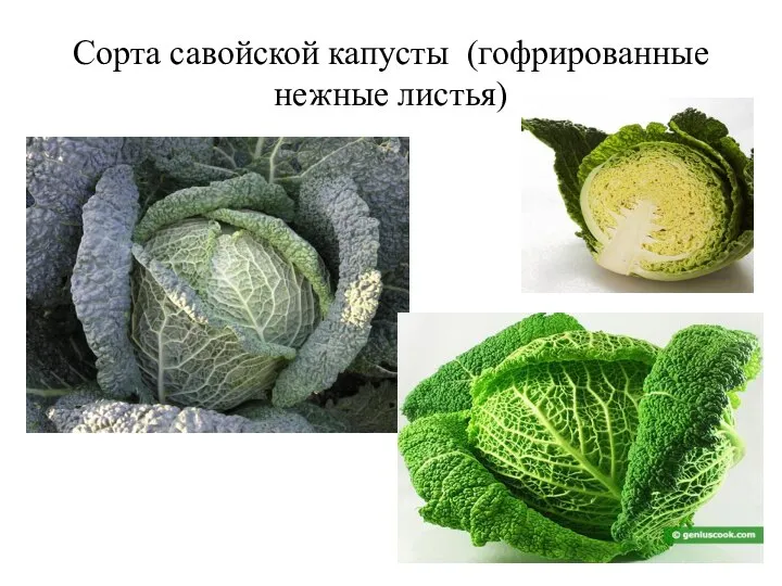 Сорта савойской капусты (гофрированные нежные листья)