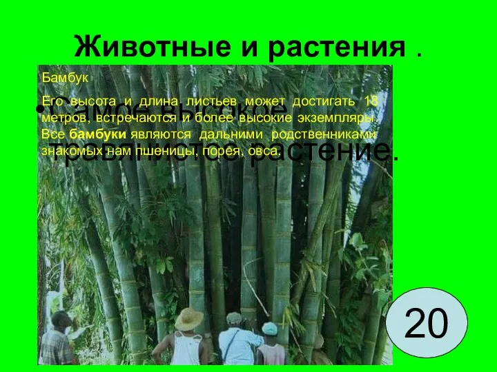 Животные и растения . Самое высокое травянистое растение. 20 Бамбук Его