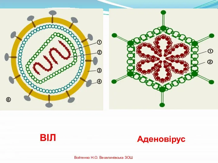 ВІЛ Аденовірус Войтенко Н.О. Веселинівська ЗОШ