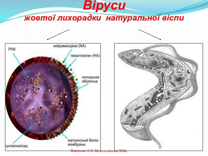 Віруси жовтої лихорадки натуральної віспи Войтенко Н.О. Веселинівська ЗОШ