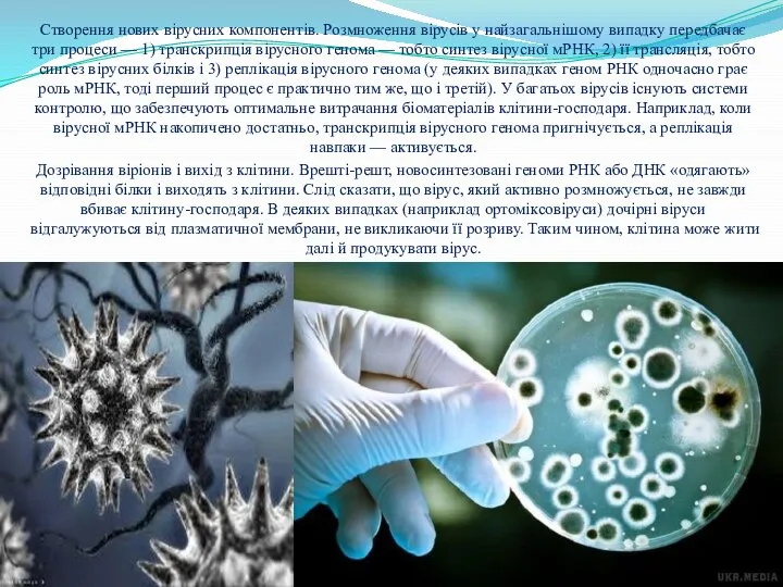 Створення нових вірусних компонентів. Розмноження вірусів у найзагальнішому випадку передбачає три