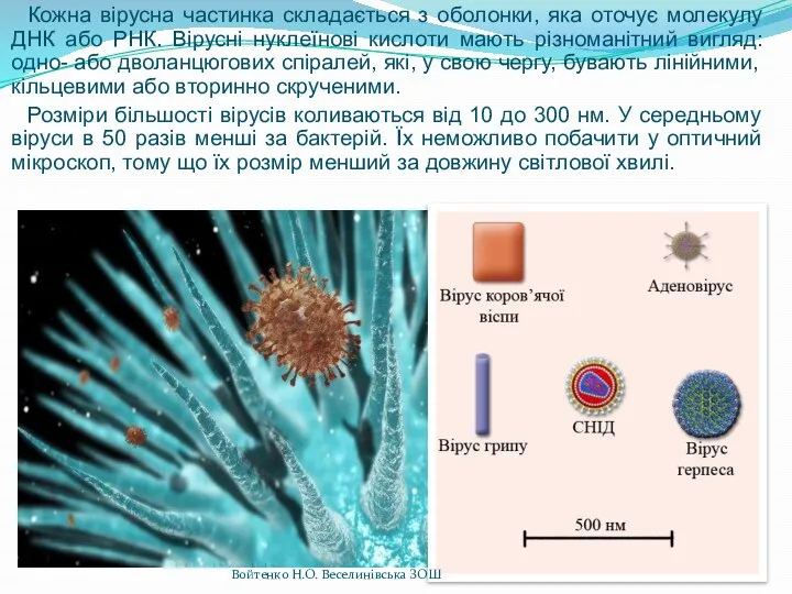 Кожна вірусна частинка складається з оболонки, яка оточує молекулу ДНК або