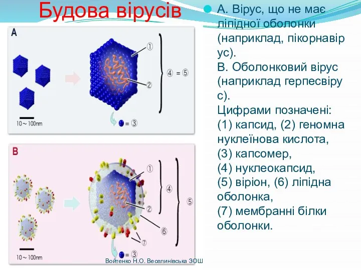 Будова вірусів А. Вірус, що не має ліпідної оболонки (наприклад, пікорнавірус).