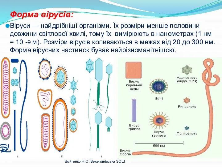 Форма вірусів: Віруси — найдрібніші організми. Їх розміри менше половини довжини