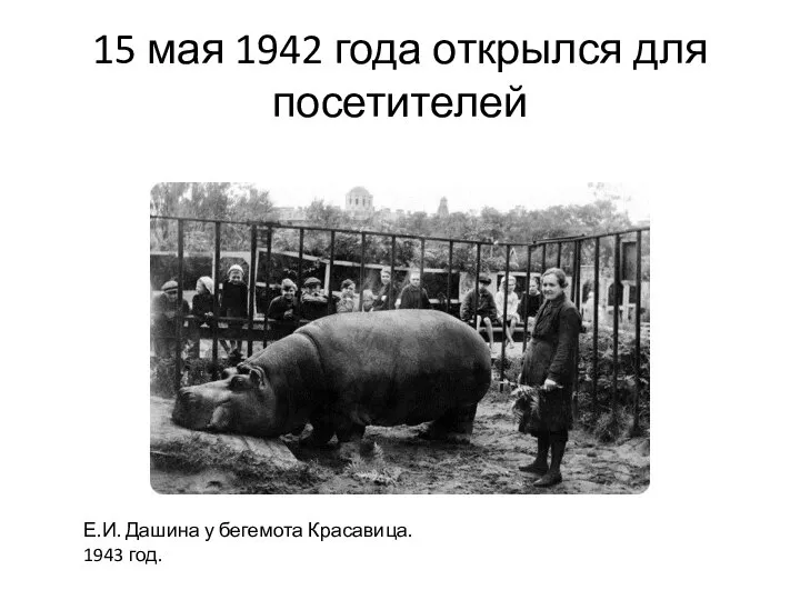 15 мая 1942 года открылся для посетителей Е.И. Дашина у бегемота Красавица. 1943 год.