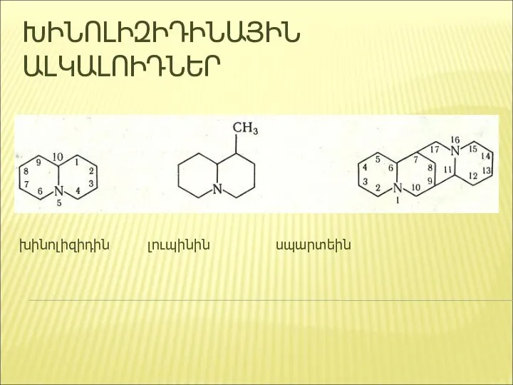 ԽԻՆՈԼԻԶԻԴԻՆԱՅԻՆ ԱԼԿԱԼՈԻԴՆԵՐ խինոլիզիդին լուպինին սպարտեին