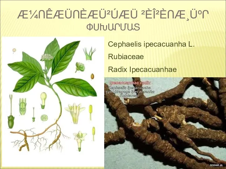 Æ¼ՈÊÆÜՈÈÆÜ²ÚÆÜ ²ÈÎ²ÈՈÆ¸ÜºՐ ՓՍԽԱՐՄԱՏ Cephaelis ipecacuanha L. Rubiaceae Radix Ipecacuanhae