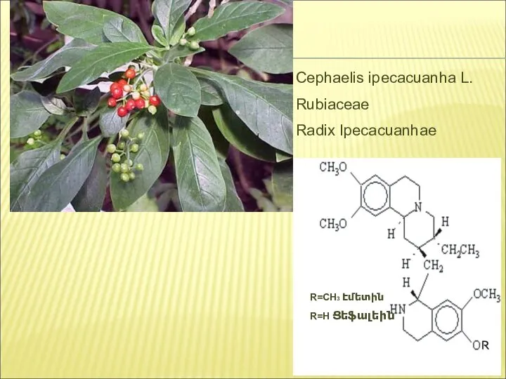 Cephaelis ipecacuanha L. Rubiaceae Radix Ipecacuanhae R=CH3 Էմետին R=H Ցեֆալեին