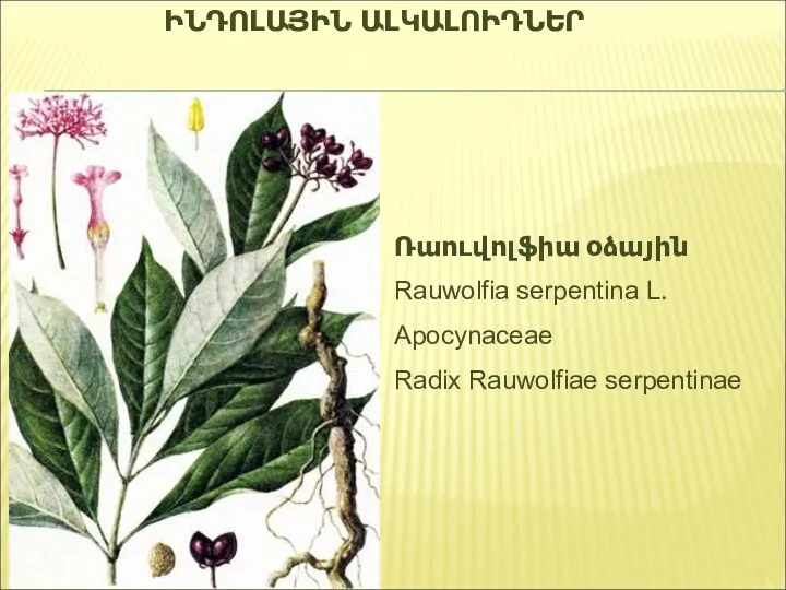 Ռաուվոլֆիա օձային Rauwolfia serpentina L. Apocynaceae Radix Rauwolfiae serpentinae ԻՆԴՈԼԱՅԻՆ ԱԼԿԱԼՈԻԴՆԵՐ