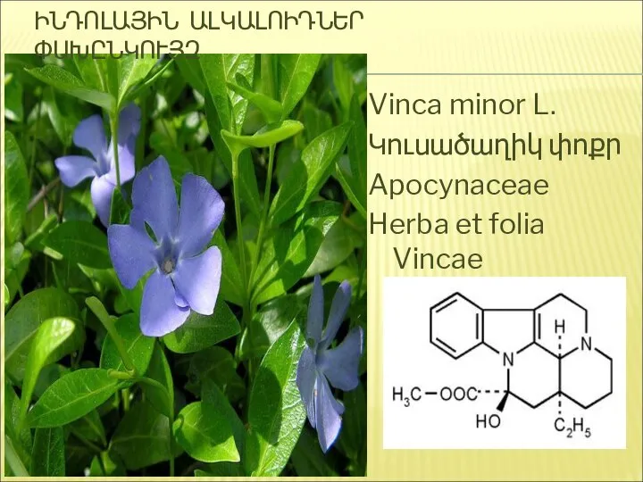 Vinca minor L. Կուսածաղիկ փոքր Apocynaceae Herba et folia Vincae Վինկամին ԻՆԴՈԼԱՅԻՆ ԱԼԿԱԼՈԻԴՆԵՐ ՓՍԽԸՆԿՈՒՅԶ