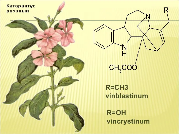 R=CH3 vinblastinum R=OH vincrystinum