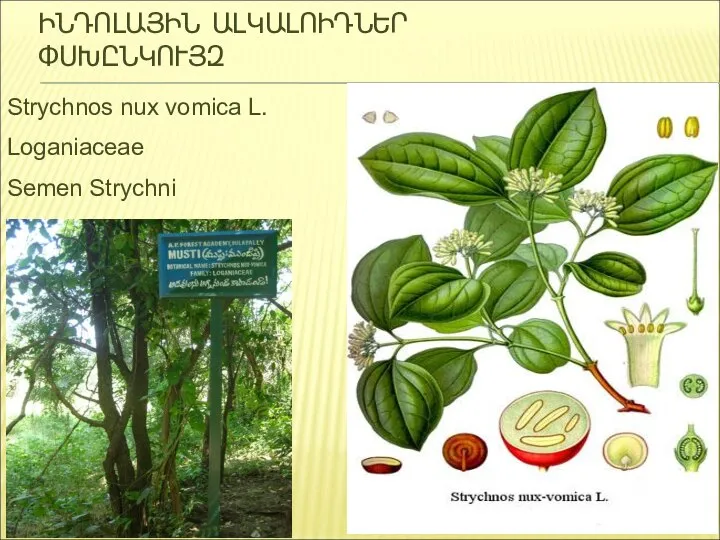 ԻՆԴՈԼԱՅԻՆ ԱԼԿԱԼՈԻԴՆԵՐ ՓՍԽԸՆԿՈՒՅԶ Strychnos nux vomica L. Loganiaceae Semen Strychni