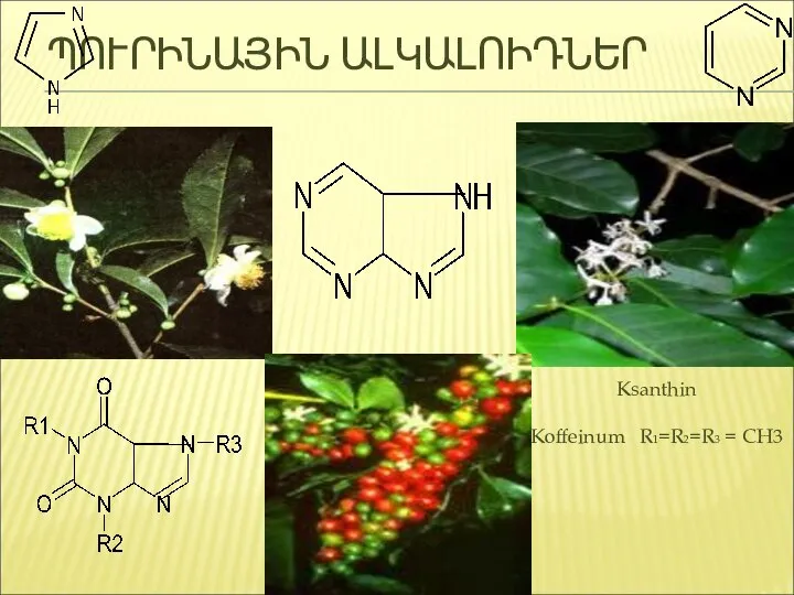 ՊՈՒՐԻՆԱՅԻՆ ԱԼԿԱԼՈԻԴՆԵՐ Ksanthin Koffeinum R1=R2=R3 = CH3