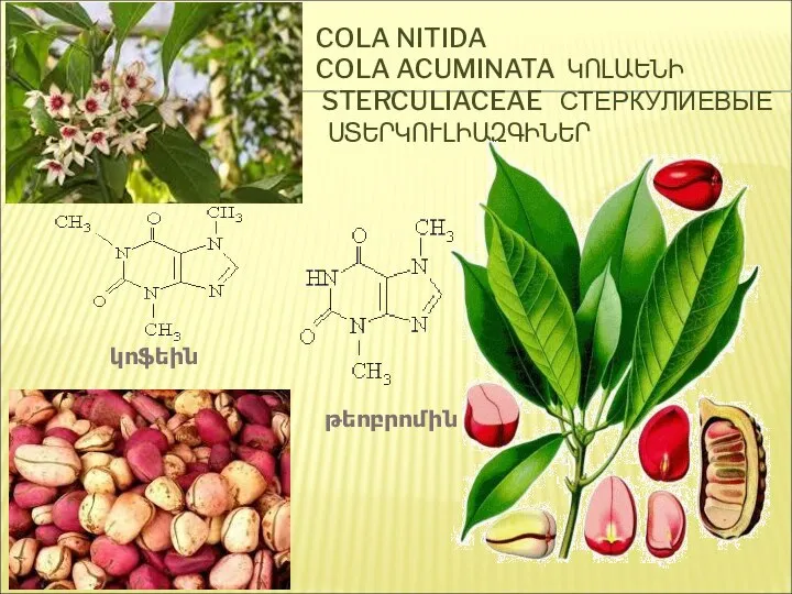 COLA NITIDA COLA ACUMINATA ԿՈԼԱԵՆԻ STERCULIACEAE СТЕРКУЛИЕВЫЕ ՍՏԵՐԿՈՒԼԻԱԶԳԻՆԵՐ թեոբրոմին կոֆեին