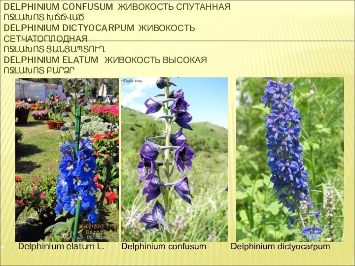 DELPHINIUM CONFUSUM ЖИВОКОСТЬ СПУТАННАЯ ՈՋԼԱԽՈՏ ԽՃՃՎԱԾ DELPHINIUM DICTYOCARPUM ЖИВОКОСТЬ СЕТЧАТОПЛОДНАЯ ՈՋԼԱԽՈՏ