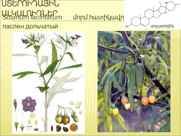 ՍՏԵՐՈԻԴԱՅԻՆ ԱԼԿԱԼՈԻԴՆԵՐ Solanum laciniatum մորմ հատիկավոր паслен дольчатый սոլասոդին