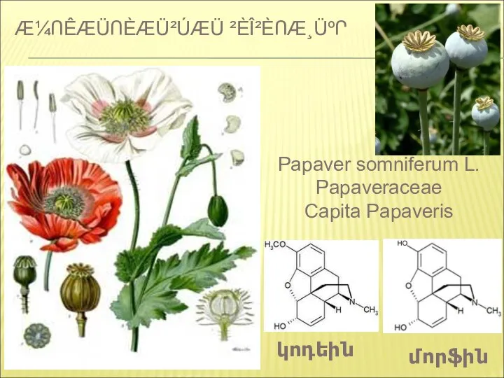 Æ¼ՈÊÆÜՈÈÆÜ²ÚÆÜ ²ÈÎ²ÈՈÆ¸ÜºՐ կոդեին մորֆին Papaver somniferum L. Papaveraceae Capita Papaveris