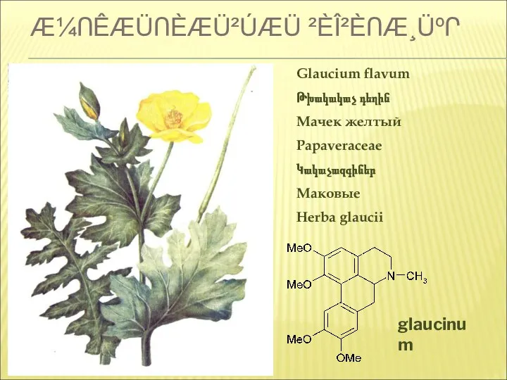 Æ¼ՈÊÆÜՈÈÆÜ²ÚÆÜ ²ÈÎ²ÈՈÆ¸ÜºՐ glaucinum Glaucium flavum Թխակակաչ դեղին Мачек желтый Papaveraceae Կակաչազգիներ Маковые Herba glaucii