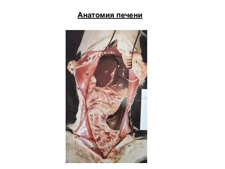 Анатомия печени