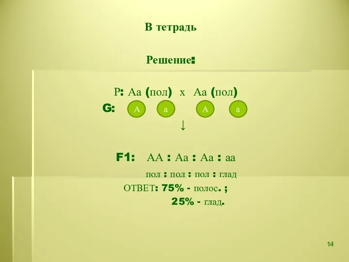 В тетрадь Решение: Р: Аа (пол) х Аа (пол) G: ↓