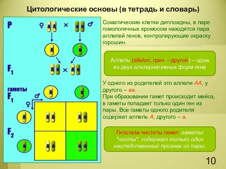 Соматические клетки диплоидны, в паре гомологичных хромосом находятся пара аллелей генов,