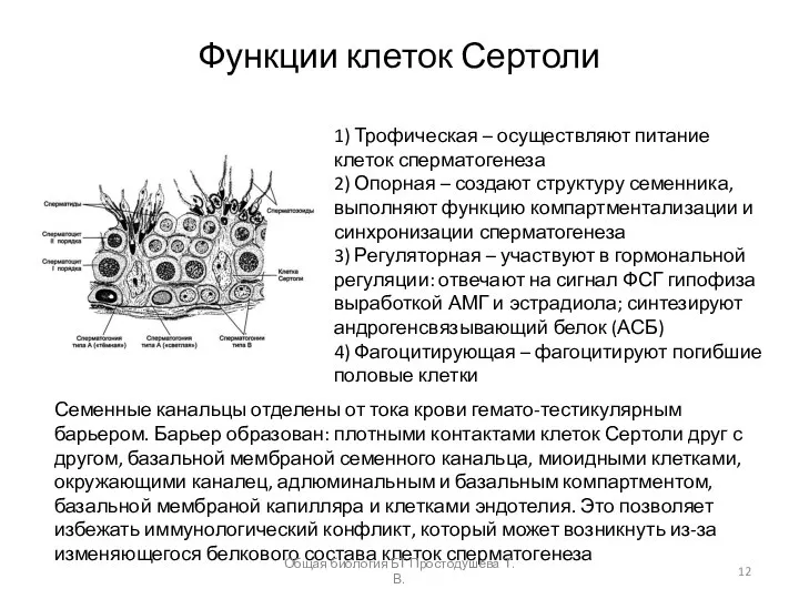 Функции клеток Сертоли 1) Трофическая – осуществляют питание клеток сперматогенеза 2)