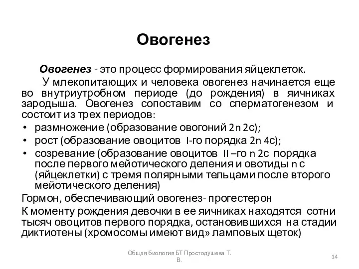 Овогенез Овогенез - это процесс формирования яйцеклеток. У млекопитающих и человека