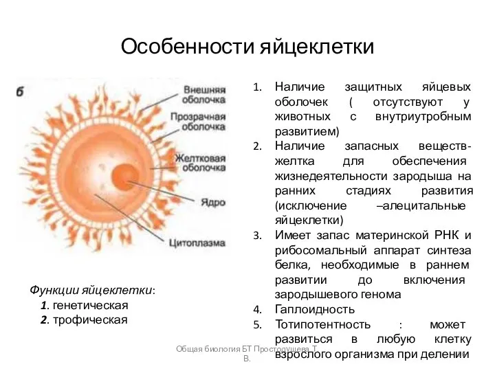 Особенности яйцеклетки Наличие защитных яйцевых оболочек ( отсутствуют у животных с