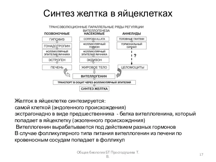 Синтез желтка в яйцеклетках Желток в яйцеклетке синтезируется: самой клеткой (эндогенного