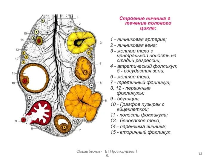 Общая биология БТ Простодушева Т.В.