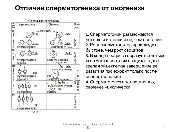 Отличие сперматогенеза от овогенеза 1. Сперматогонии размножаются дольше и интенсивнее, чем