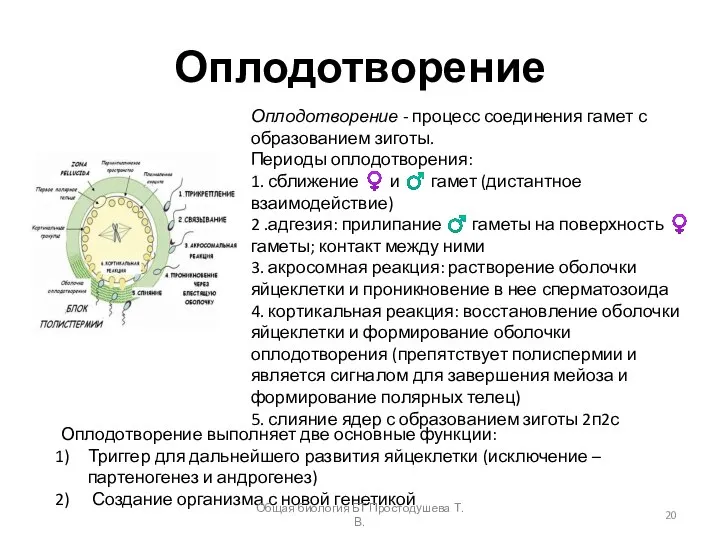 Оплодотворение Оплодотворение - процесс соединения гамет с образованием зиготы. Периоды оплодотворения: