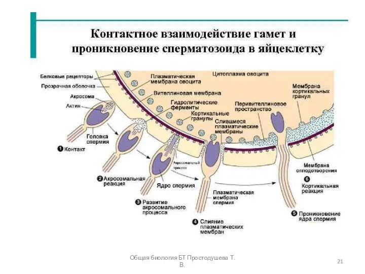 Общая биология БТ Простодушева Т.В.