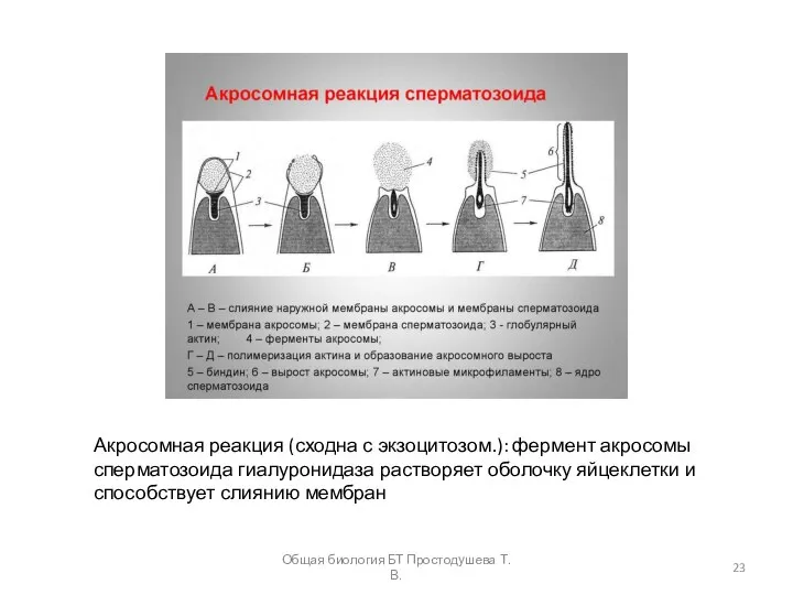 Акросомная реакция (сходна с экзоцитозом.): фермент акросомы сперматозоида гиалуронидаза растворяет оболочку