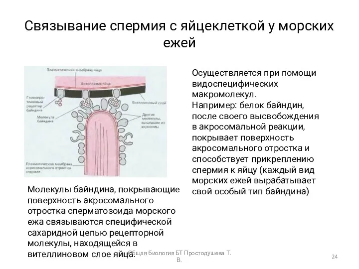 Связывание спермия с яйцеклеткой у морских ежей Осуществляется при помощи видоспецифических