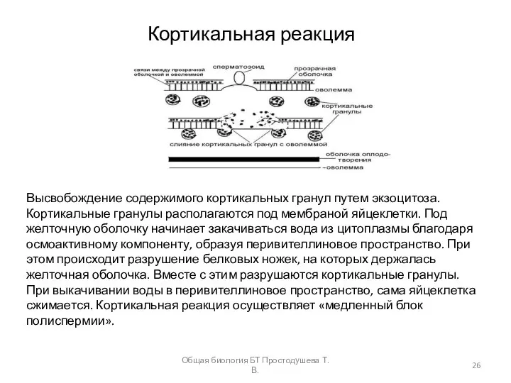 Кортикальная реакция Высвобождение содержимого кортикальных гранул путем экзоцитоза. Кортикальные гранулы располагаются