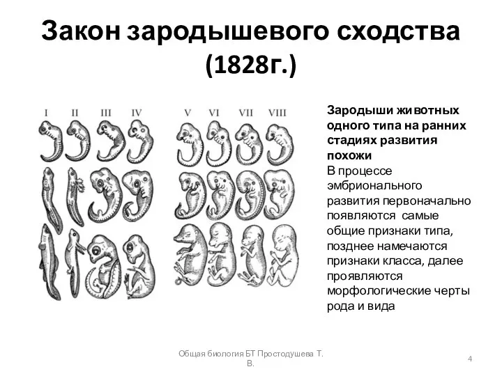 Закон зародышевого сходства (1828г.) Зародыши животных одного типа на ранних стадиях